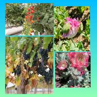 خدمات باغبانی و بازدید باغ و مزرعه و تجویز کود و سموم