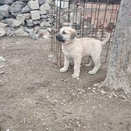 دوتا سگ خوب واگذاری