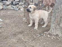 دوتا سگ خوب واگذاری در شیپور