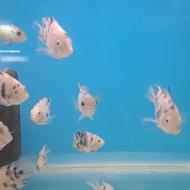 ماهی آکواریومی