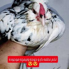 مرغ های لری (گلین لری) معروف به دستگاهای جوجه کشی