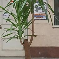 گل گلدان یوکا دو نیم متری