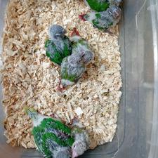 شاه طوطی سرلاکی و گرینچیک سرلاکی