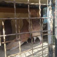 کبوتر زردی سرور نر زردی ماده نک جمع کشیده