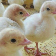 جوجه بوقلمون بیوتی برنز بوربون یک روزه یک ماهه اصلاح شده