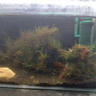 اکواریم و ماهی