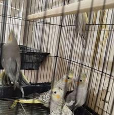 جوجه عروس هلندی