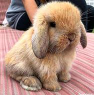 خرگوش لوپ هلندی