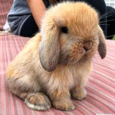 خرگوش لوپ هلندی