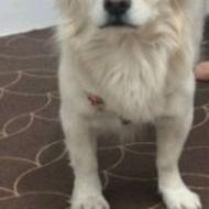 واگذاری … سگ خوشگل