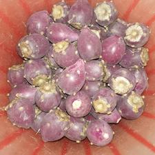 میوه کاکتوس