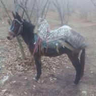 قاطر نرک جوان و سرحال