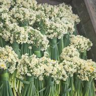 فروش گل نرگس