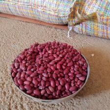 لوبیا‌قرمز درجه‌ یک بذری