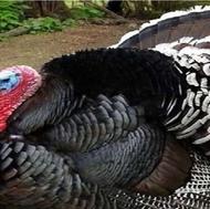 مرغ و بوقلمون بومی