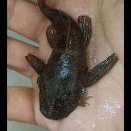 لجن خوار 15 سانتی