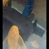 لجن خوار پوزه بوته ای