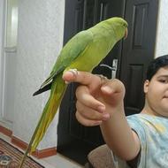 طوطی ملنگو 4ماهه رام