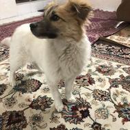 واگذاری جک راسل تریر