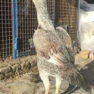 مرغ لاری وارداتی عتیقه