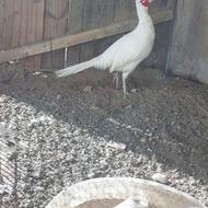 قرقاول هلندی جفت خورده