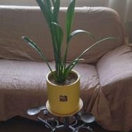 گل طبیعی سانسوریا