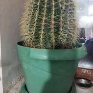 کاکتوس کویر