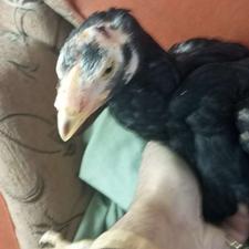 جوجه خروس لاری 3ماهه