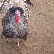 خریدار بوقلمون