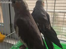 واگذاری عروس هلندی در شیپور