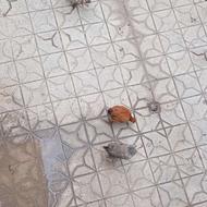 فروش مرغ وخروس