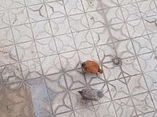 فروش مرغ وخروس در شیپور