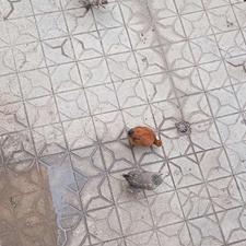 فروش مرغ وخروس