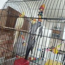 عروس هلندی.