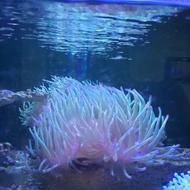 شقایق بابل سبز