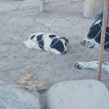 واگذار چند قلاده سگ نر و ماده قهدریجونی