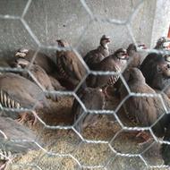 کبک بلدرچین