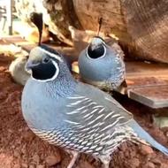 بلدرچین کالیفرنیا