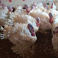 بوقلمون گوشتی ارگانیک