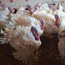 بوقلمون گوشتی ارگانیک