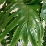 گل طبیعی انجیری سانسوریا دیفن