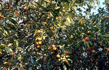 1750 متر زمین باغی داخل بافت