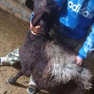 میش چاق سرک دار