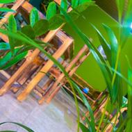 اشپز و کمک اشپز