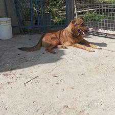 واگذاری سگ نر درشت نترس واسه باغ نگهبانی عالیه