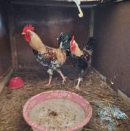 خروس محلی عالی درشت ازجوجه تا بزرگ