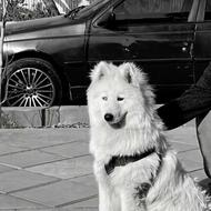 واگذاری سگ فول آموزش