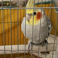 عروس هلندی نر 7 ماهه با قفس