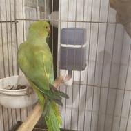 ملنگو شیطون وکاملا دستی