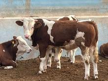 فروش گوساله نر سیمینتال خالص در شیپور